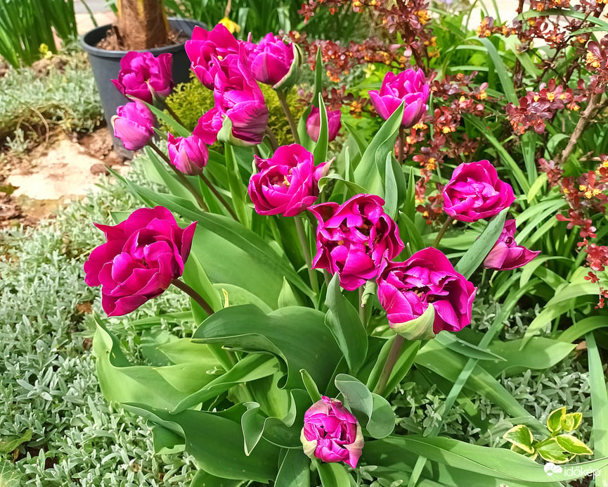Tulips 