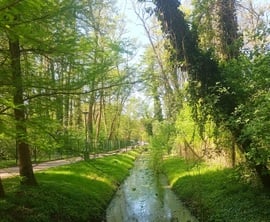 Lake Heviz tributary 