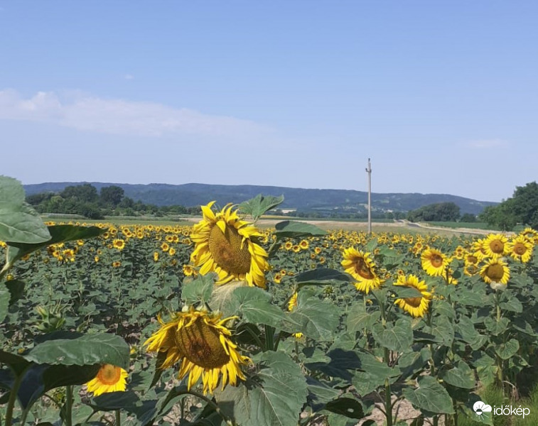 Sunflowers of Zala