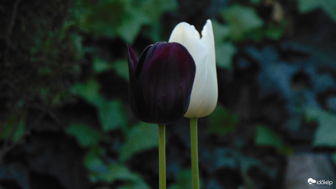 Fekete és fehér tulipánok
