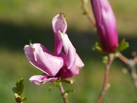 Tulipánfa-virág