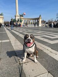 Budapest VIII. ker