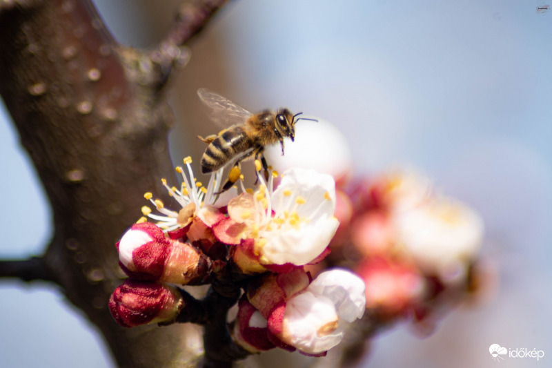 Méhecske a barackfán