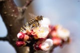 Méhecske a barackfán