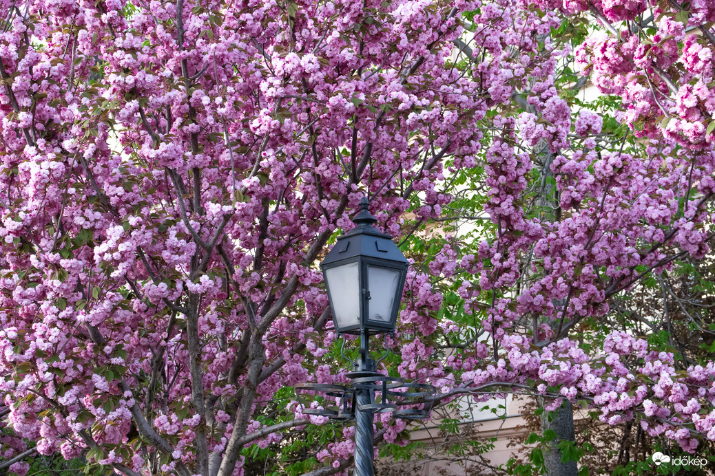 Cseresznyevirágzás a Tóth Árpád sétányon 