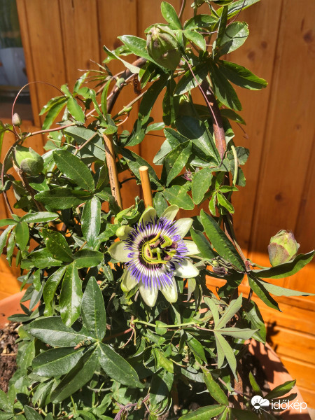 Idei első golgotavirágom.