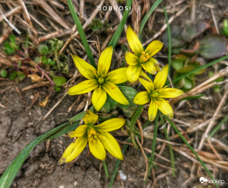 Dégi Festetics kastély parkja. 