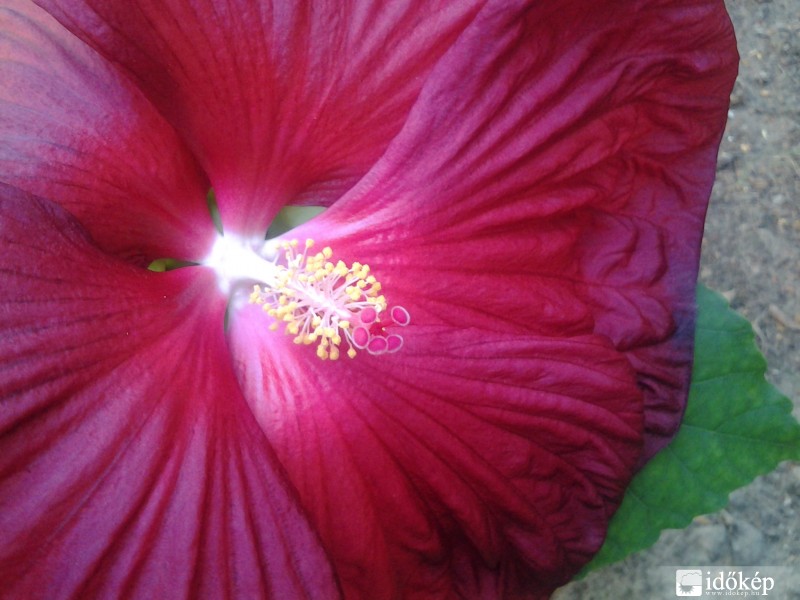 Mocsári hibiscus