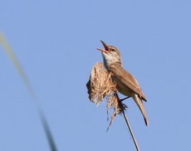 Kis madár nagy hanggal (nádirigó)