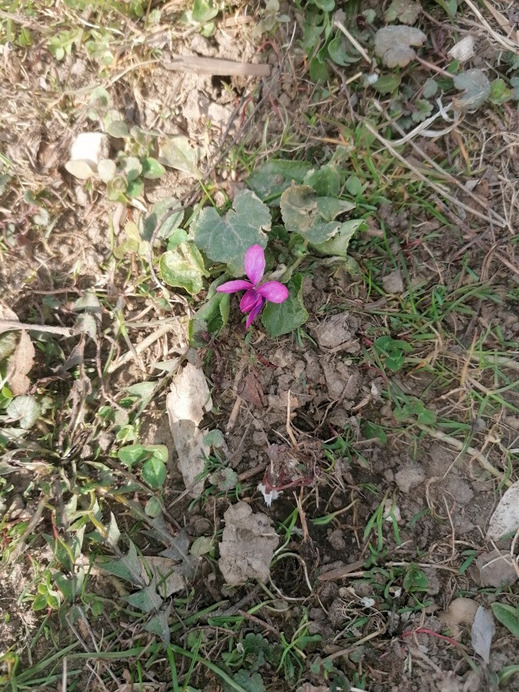 Oszkó