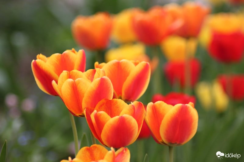 Kinyíltak a tulipánok