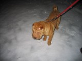 Kiskutyám hamar megunta a sétát a hóban... :D