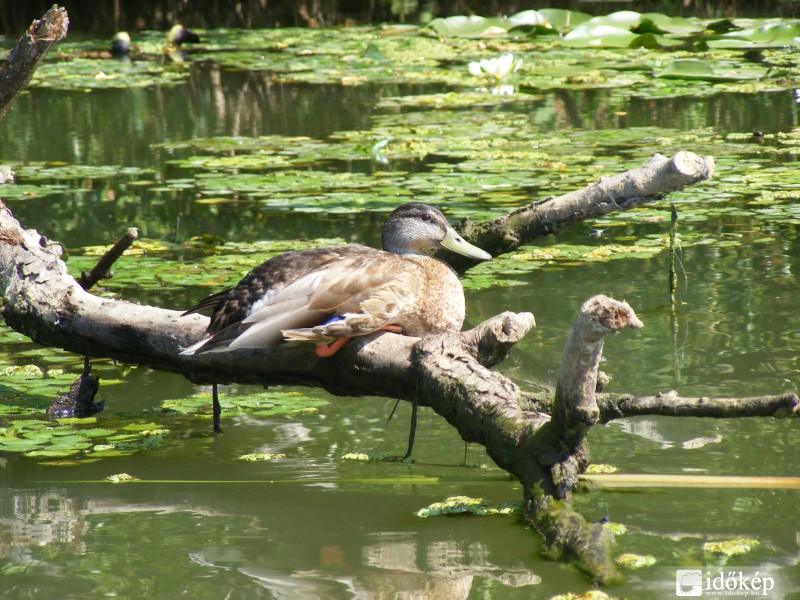 Pihenő kacsa