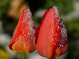 Tulipánok havazás után