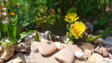 Virágzó kaktusz 2