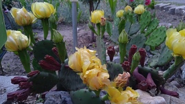 Virágzik a kaktusz 1