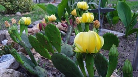 Virágzik a kaktusz 3