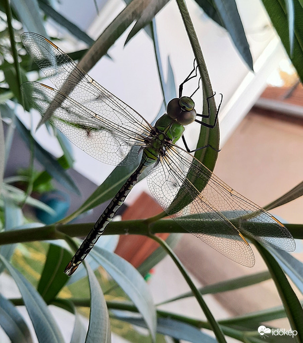 Fárasztó dolog helikopterpilótának lenni :)