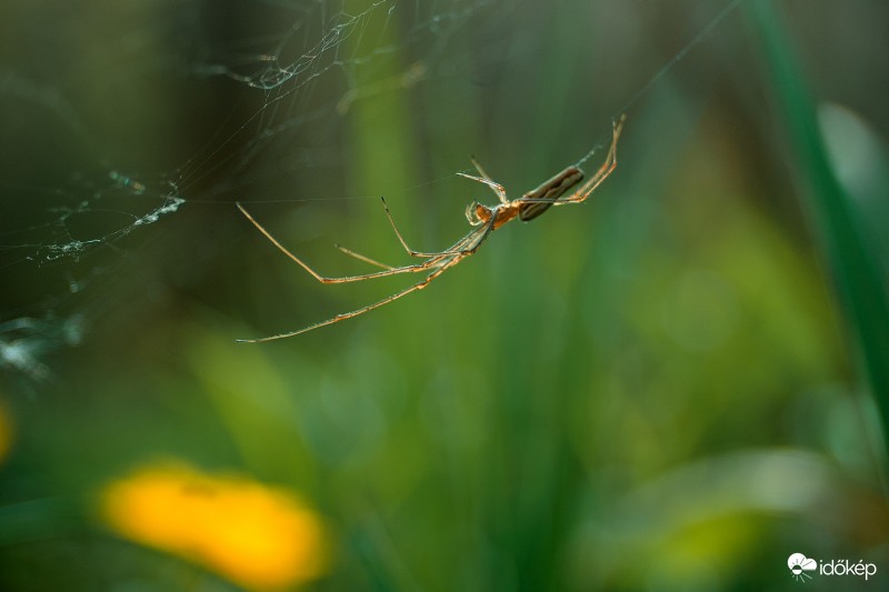 Arachnofóbia 