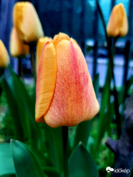 tulipán a kertben 