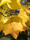 Kis őszi színes
