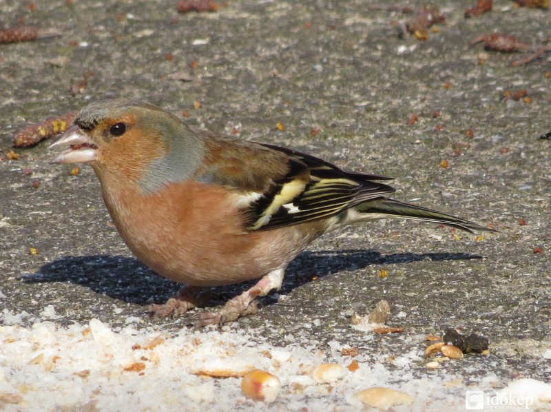 Erdei pinty ebédidőben