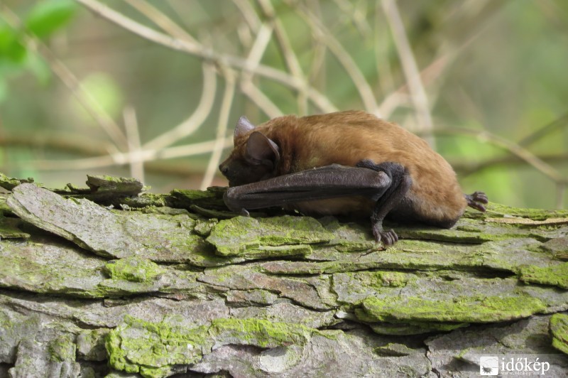 Napfürdőző denevér