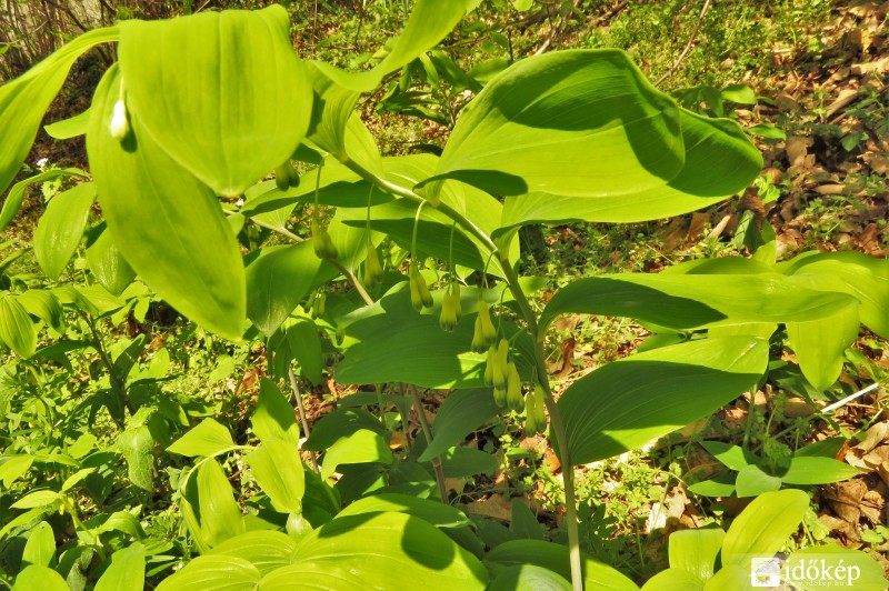 Salamonpecsét árnyékban