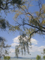 Fonyód