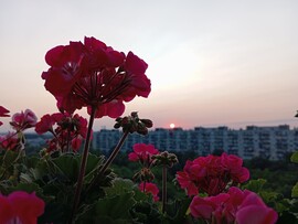 Budapest XV.ker - Pestújhely