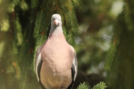 Galamb 