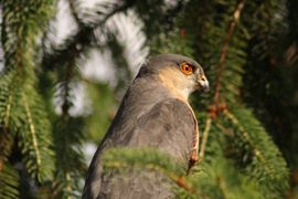Karvaly 