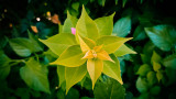 Geometria