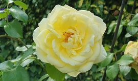 Csodálatos Sárga rózsa ❤️