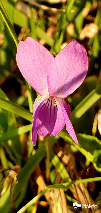 Viola❤️
