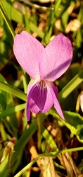 Viola❤️
