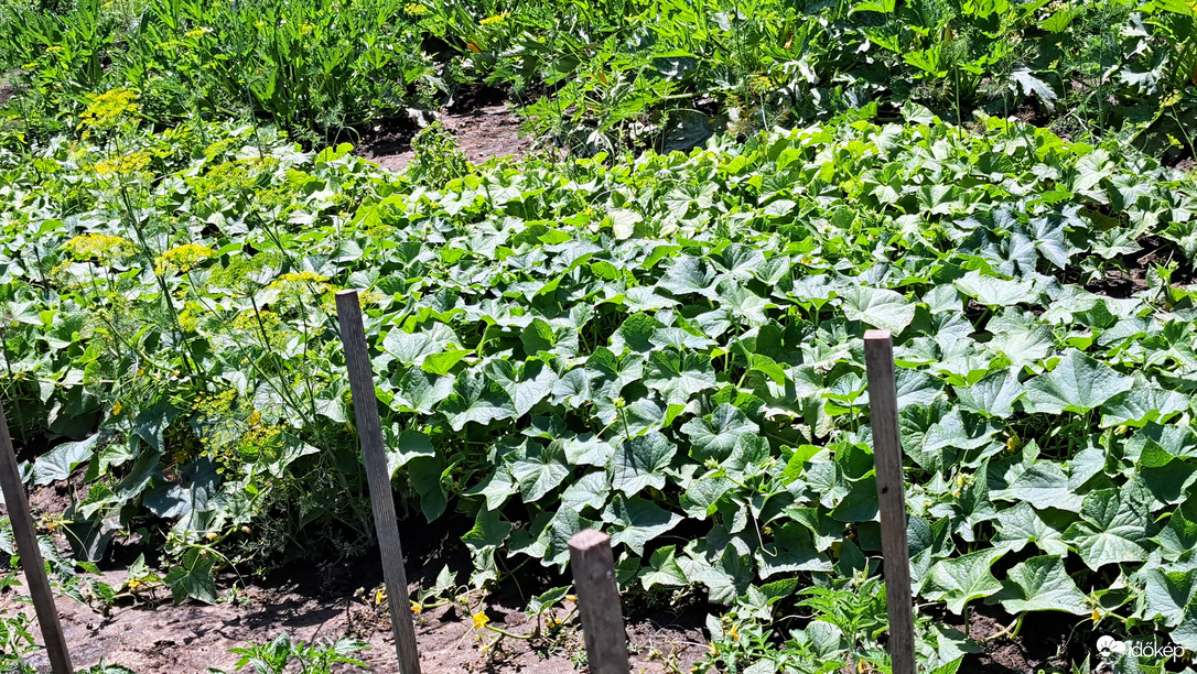 Burjánzik az uborka