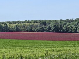 Fertőszentmiklós