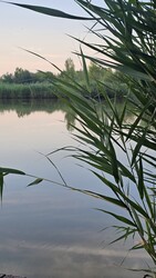Fertőszéplak