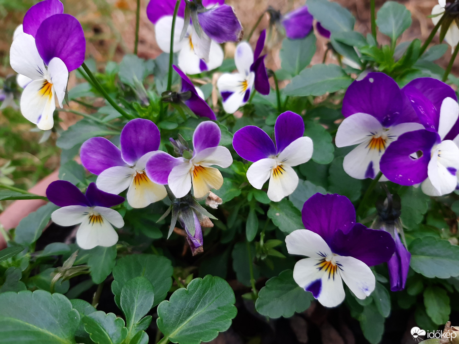 Karácsonyi virágom