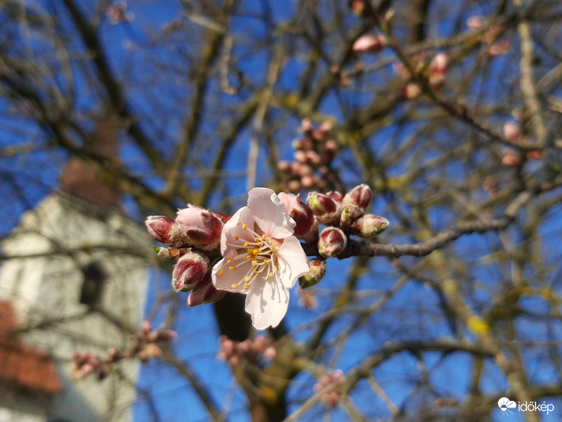 Első virág a mandulafán