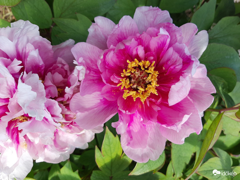 Zánka, Gyógynövényvölgy