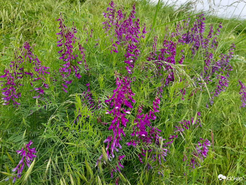 Kaszanyűg bükköny