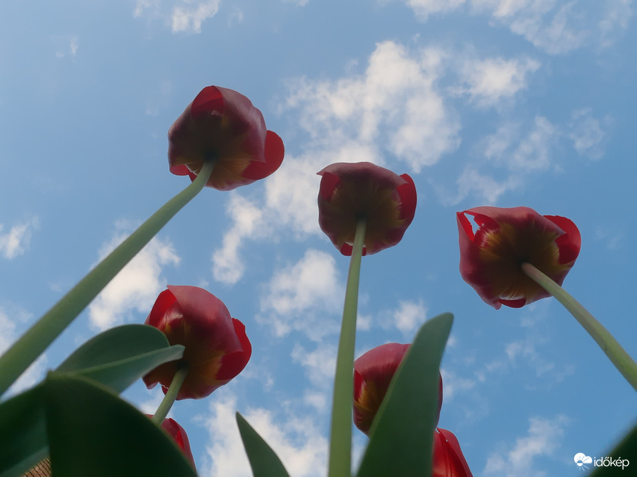 Égigérő tulipánok