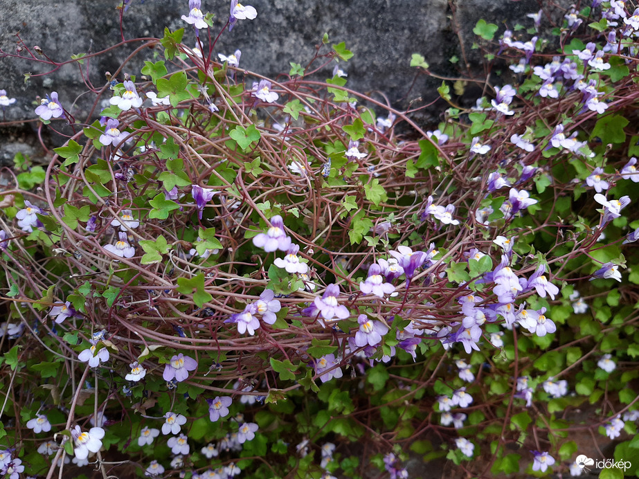 Ismeretlen szépség