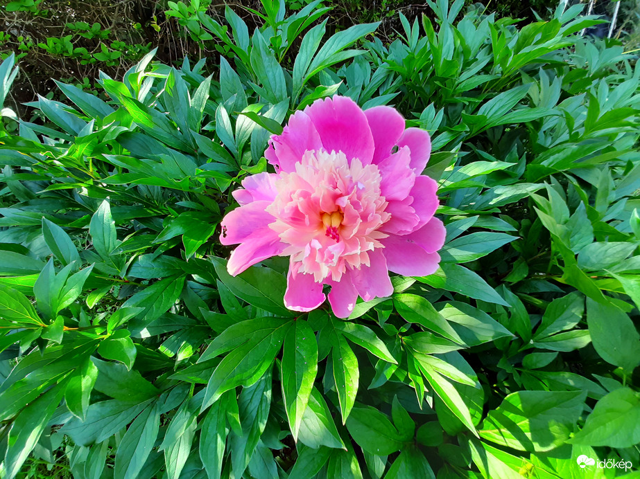 Egy virágot hozott idén