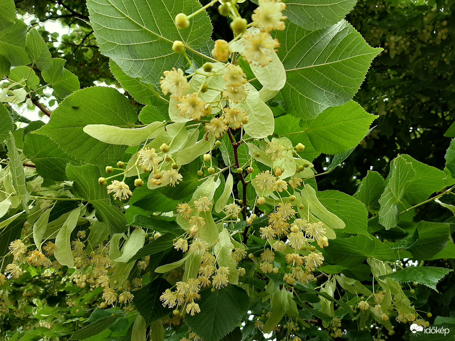 Virágzik a hárs