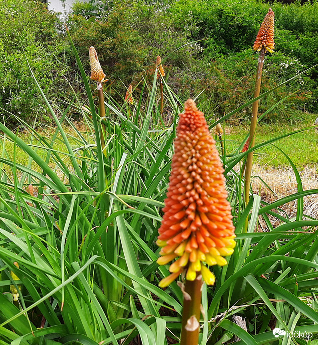 Fáklyaliliom