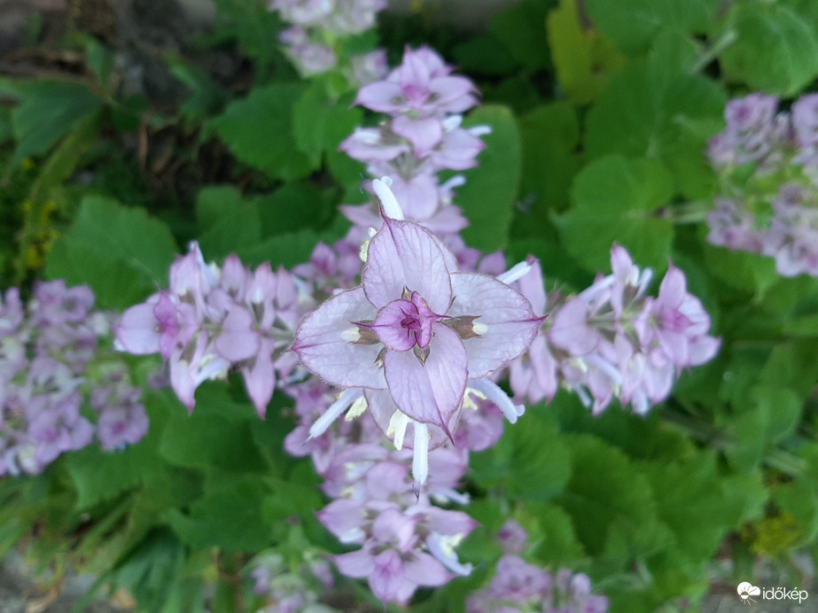 Muskotályzsálya- szimmetria