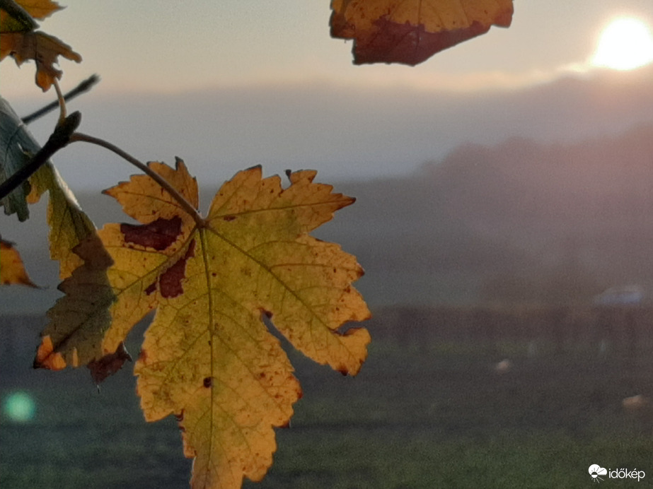 November a szőlőhegyen